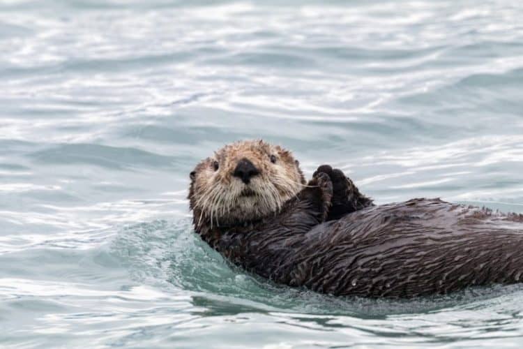 Alaska SeaLife Center Needs Support Rehabilitating Animals