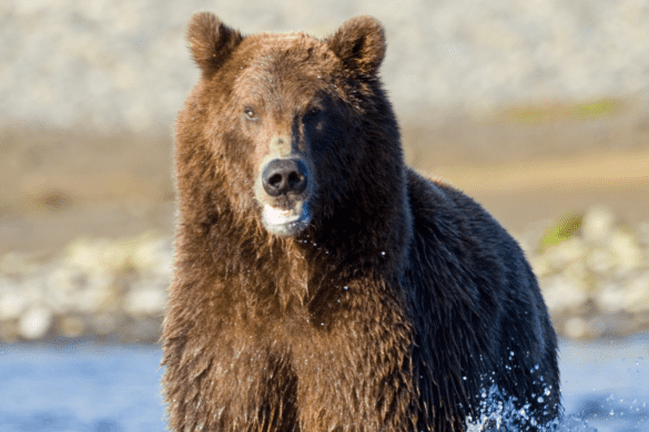 Alaskan Hunter Gets Mauled by Brown Bear After Mistaking it for Dead