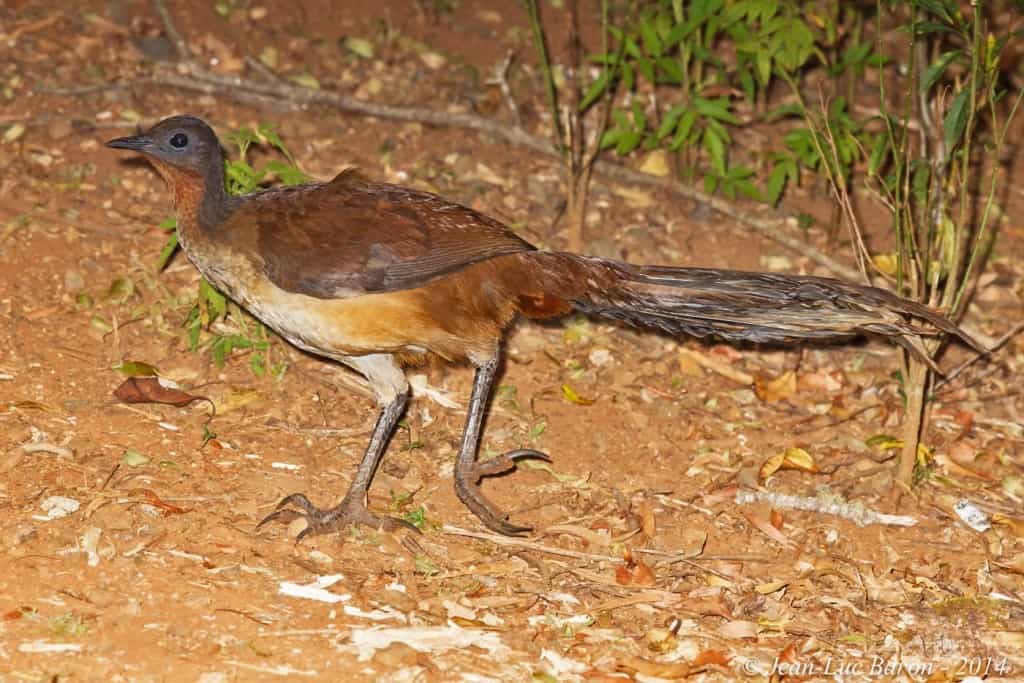 Albert’s Lyrebird Menura alberti