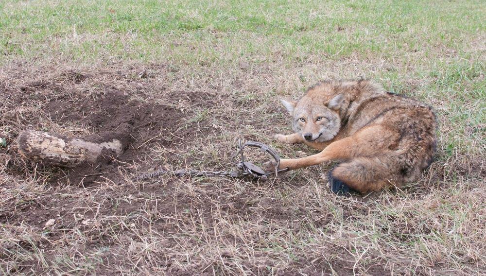 All U.S. States Fail to Protect Animals from Cruel Trapping, Says New Report