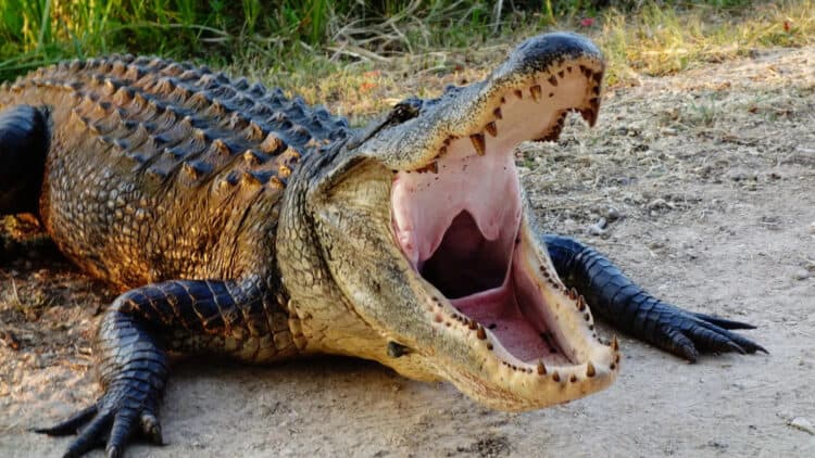 Florida man, 72, has his right leg ripped off below the knee in horrific alligator attack