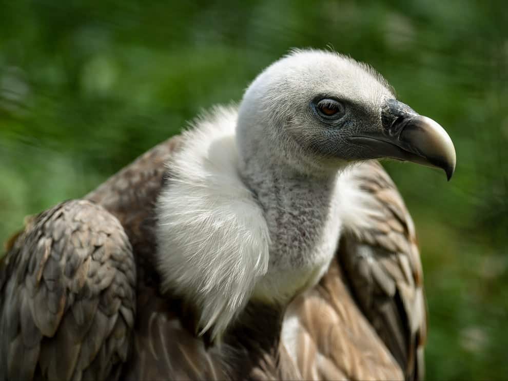 Almost 100 vultures found dead in suspected mass poisoning in Spain