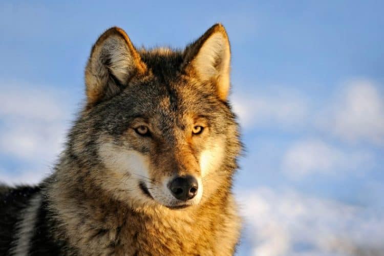 Almost all of the wolves on one Alaskan island were killed by trappers this winter