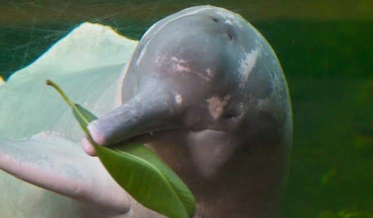 Amazon river dolphin risks extinction if Brazil moratorium not renewed