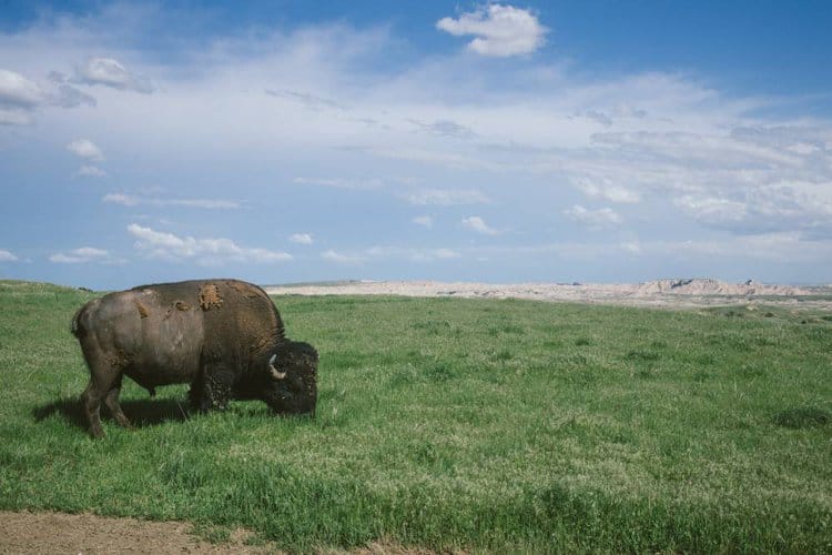 Bison Can Lose 200 Pounds During Mating Season, and Other Facts About Our National Mammal