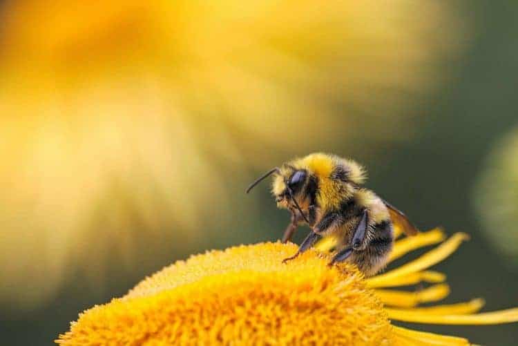 American Bumblebee Could Be Added to the Endangered Species List