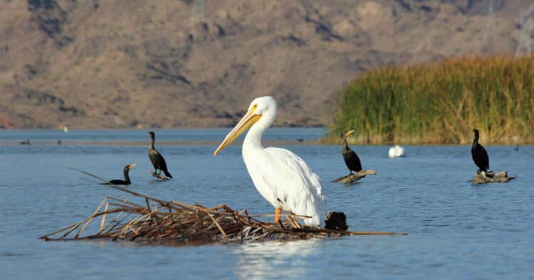 American White Pelican and Double-crested Cormorants at Bill Williams Wildlife Refuge in Arizona. Photo: Gary Moore/Audubon Photography Awards