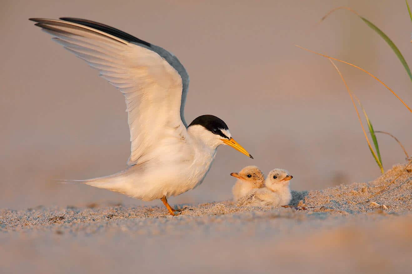An Early-season Tropical Storm Wiped out Mississippi’s Beach-nesting Birds