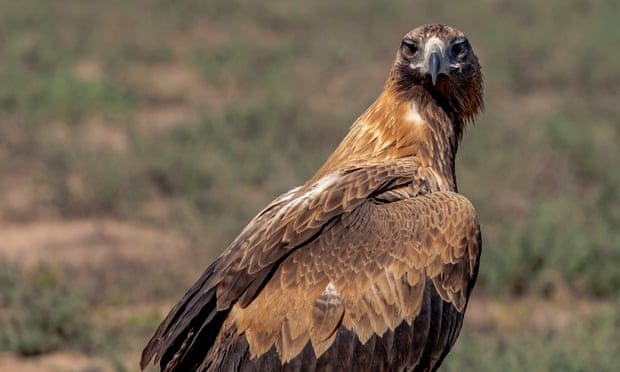 An encounter with a wedge-tailed eagle filled me with awe and a sense of danger