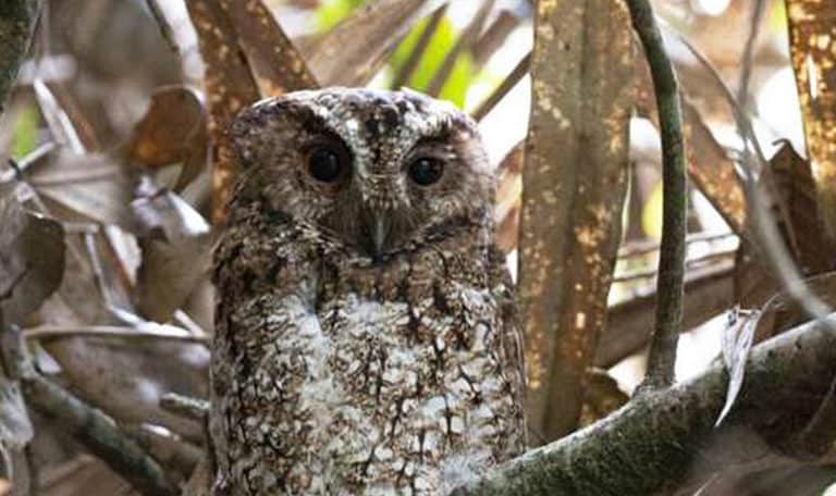 An owl not seen in over a century makes a brief return — then vanishes again