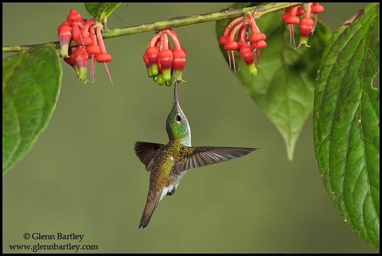 Andean Emerald Hummingbird Amazilia franciae