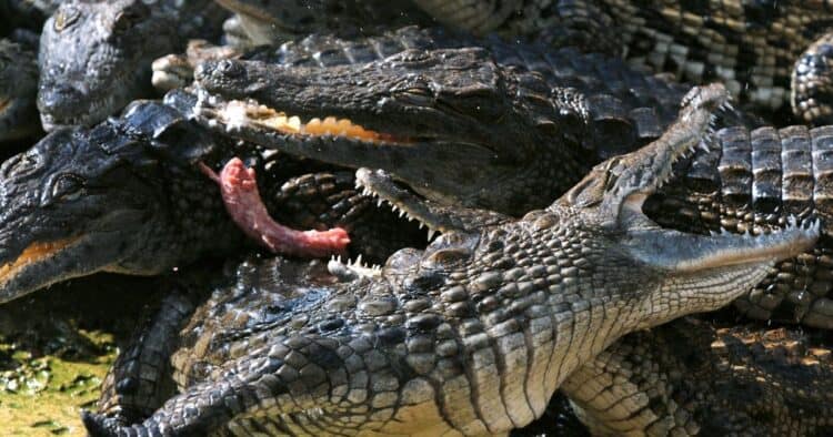 Researchers Stumble Upon Disturbing Discovery After Playing Human Baby Noises Near Nile Crocodiles