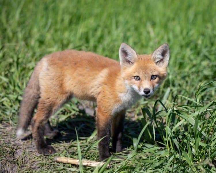 Animal Lover Adopts Fox Cub