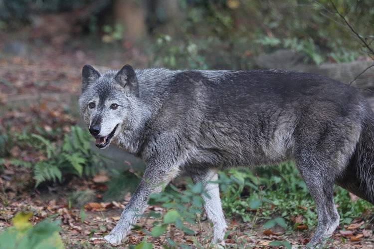 Wolf. Credit: Rhett A. Butler