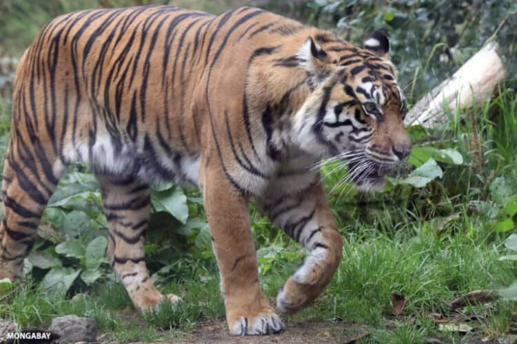 Sumatran tiger (Panthera tigris sumatrae) by Rhett Butler/Mongabay.