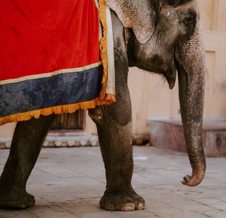 Bill Introduced to Ban the Use of Wild and Exotic Animals in Circuses
