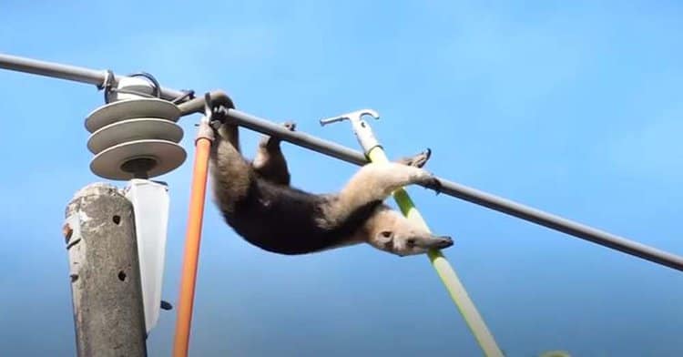 Watch the Nail-Biting Rescue Operation of an Anteater Who Napped on a Power Line