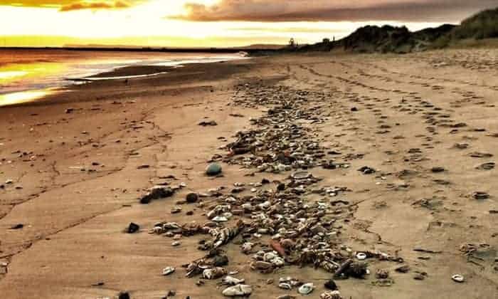 ‘Apocalyptic’: dead crabs litter beaches in north-east England