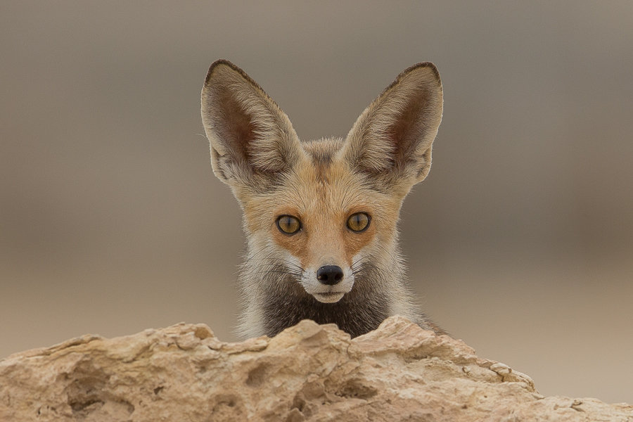 Arabian Red Fox Portrait Focusing On Wildlife