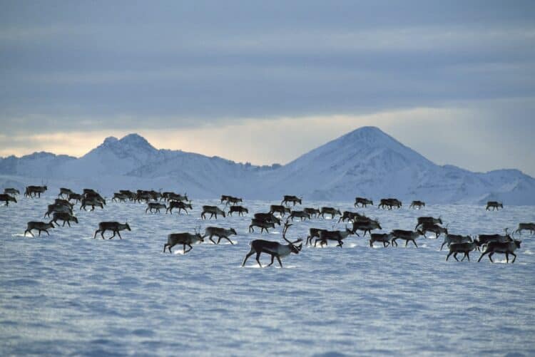Caribou in the Arctic National Wildlife Refuge. Johnny Johnson / The Image Bank / Getty Images
