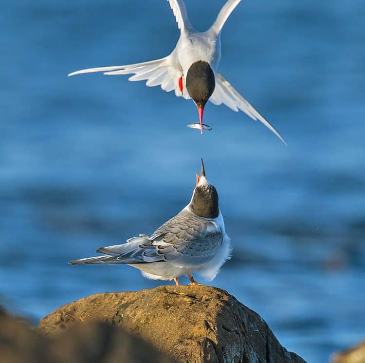 Arctic Tern Feeding Juvenile