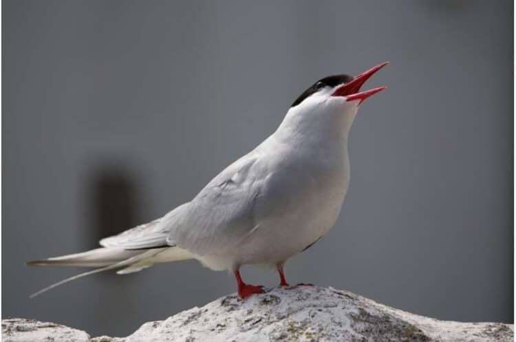 Arctic terns may navigate climate dangers