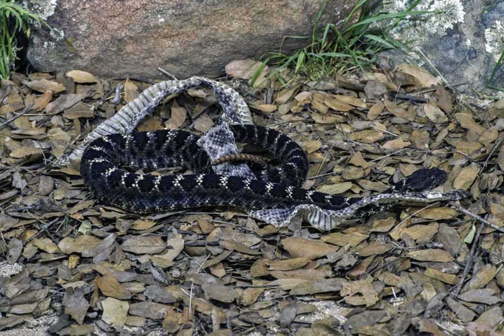 Arizona Black Rattlesnake with Shed Skin