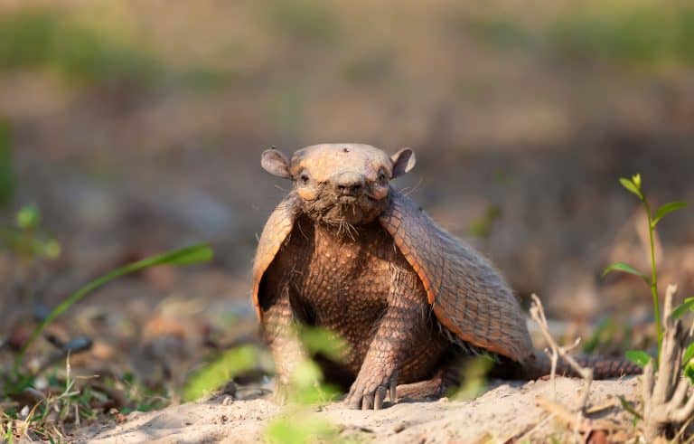 Armadillo Forced to Drink Alcohol and Dragged Behind a Motorbike for Fun