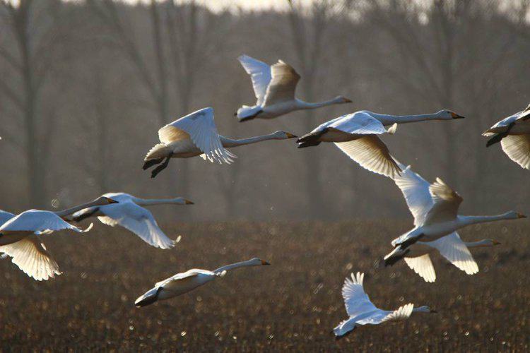 Swans in flightPHOTO: PIXABAY / RIHAIJ