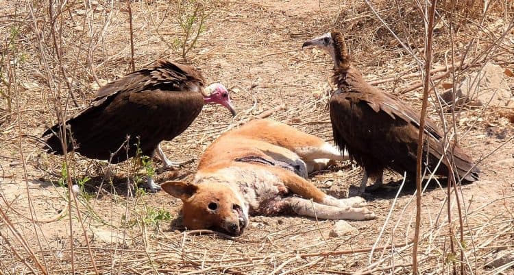 As Guinea-Bissau records mass vulture deaths, poisoning is main suspect