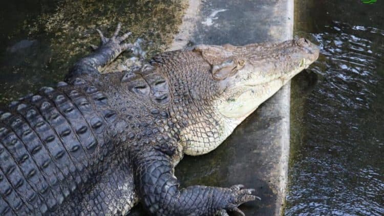 As humans close in on their habitat, crocodiles in the Philippines snap back