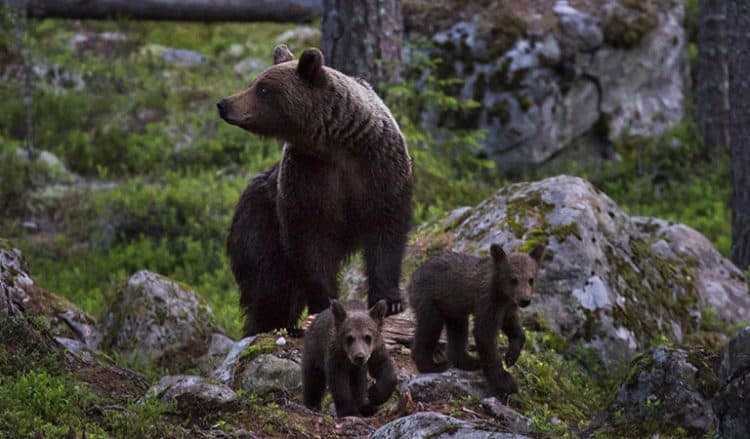 As predators return to Sweden’s wild, ecotourism looks to change mindsets