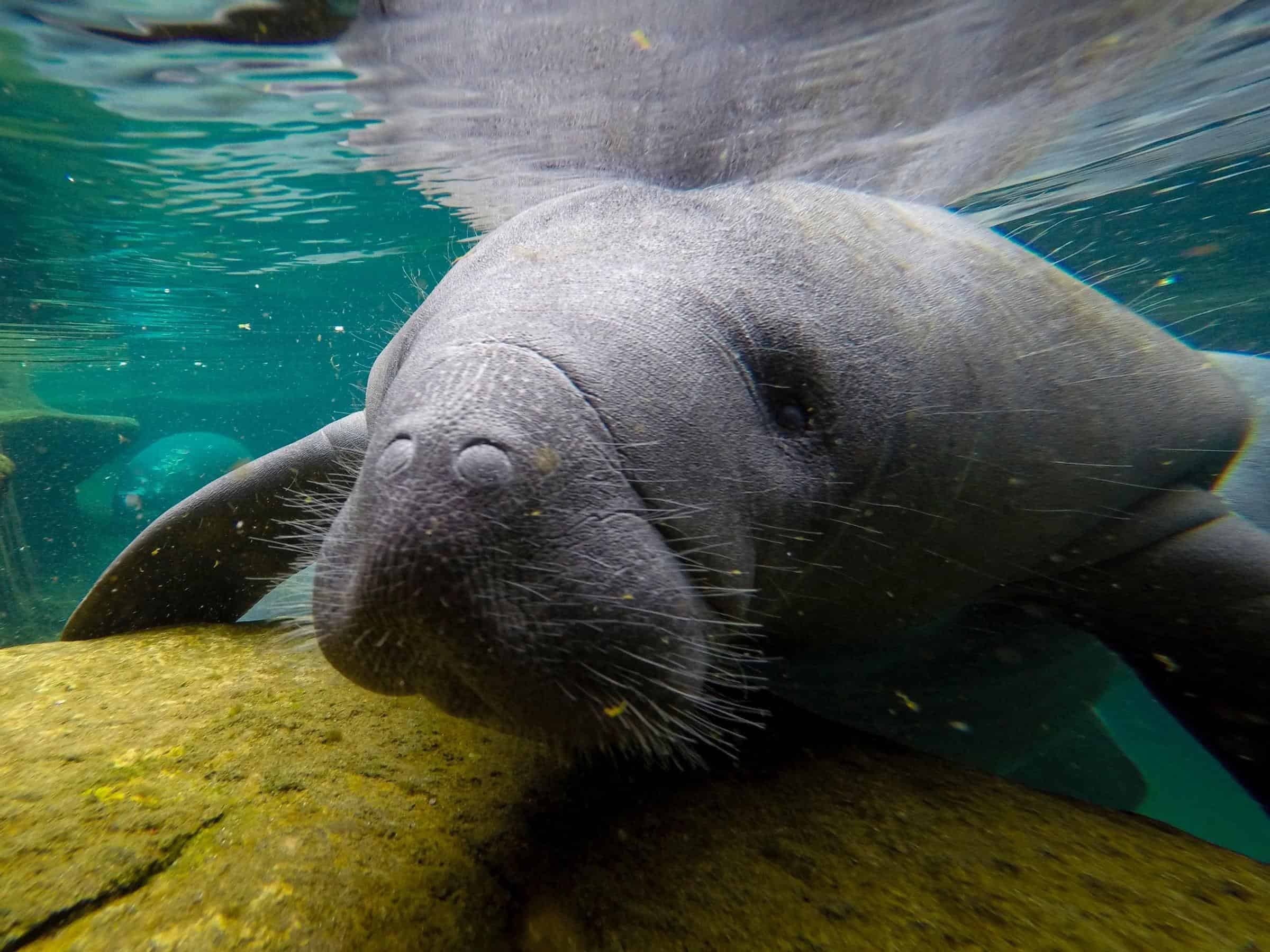 As Seagrass Habitats Decline, Florida Manatees Are Dying Of Starvation