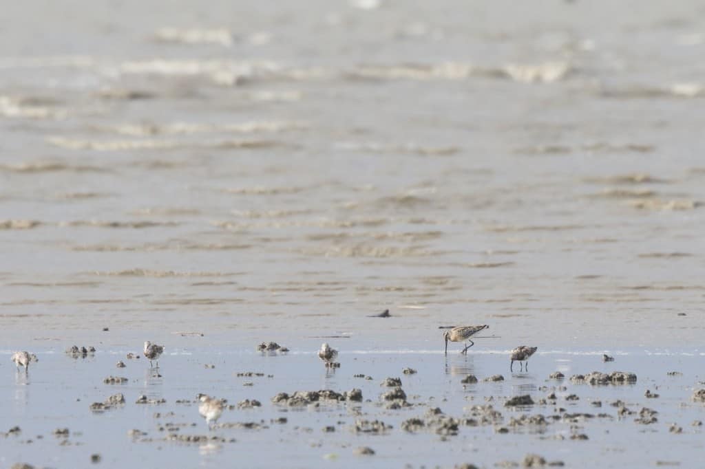 Asian Dowitcher Limnodromus semipalmatus