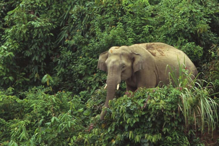 An Asian elephant in a forest in Bangladesh. Image by Monirul Khan.