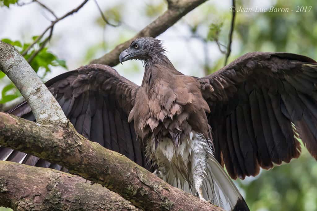Grey-headed Fish-eagle