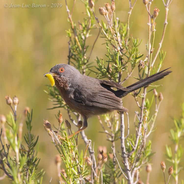 Dartford Warbler Sylvia Undata