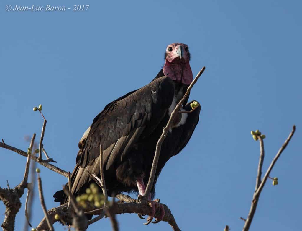Red-headed Vulture Sarcogyps Calvus