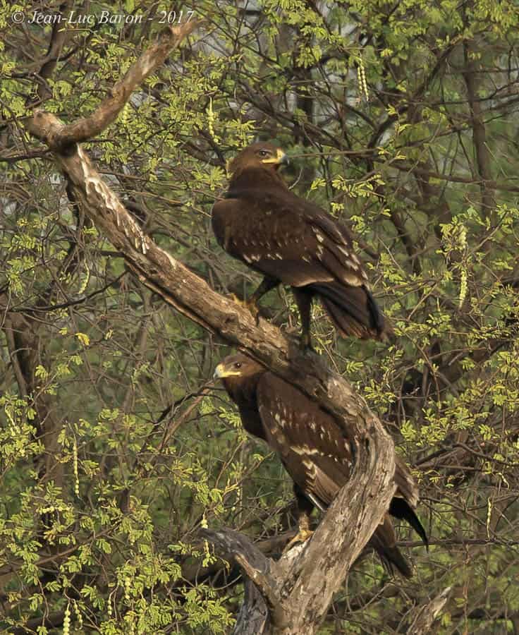 Indian Spotted Eagle Clanga Hastata
