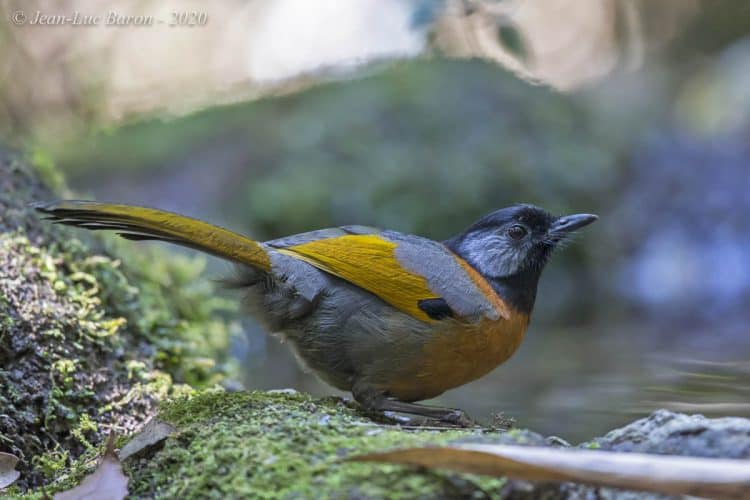 Collared Laughingthrush Trochalopteron Yersini