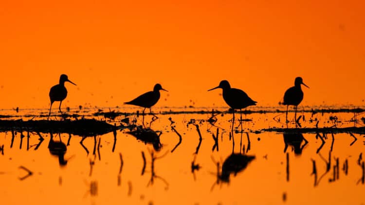 Lesser and Greater Yellowlegs. Photo: Shari McCollough/Audubon Photography Awards