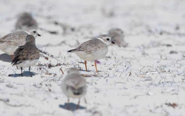 Piping Plover Gains Ground in The Bahamas