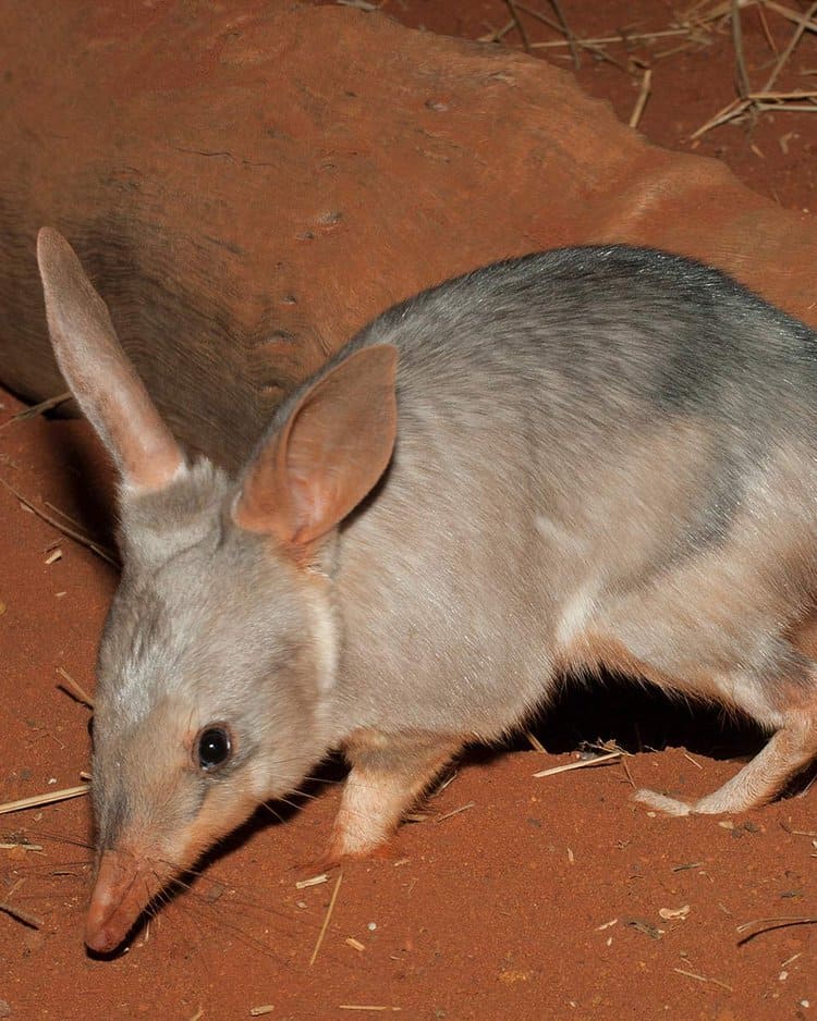 Australia’s Adorable Bilby Is Being Turned Into A Biological Weapon