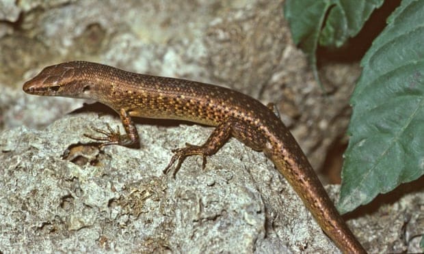 Australia confirms extinction of 13 more species, including first reptile since colonisation