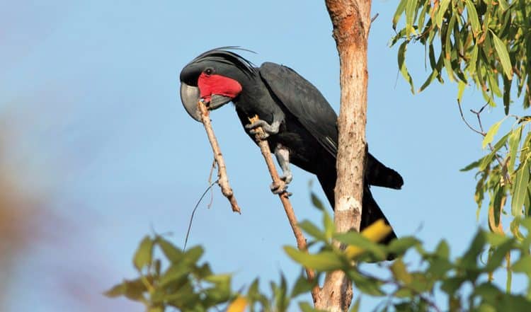 Australian Palm Cockatoos Threatened with Extinction