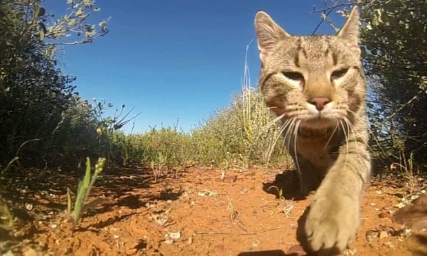 Australian wildlife 20 times more likely to encounter deadly feral cats than native predators