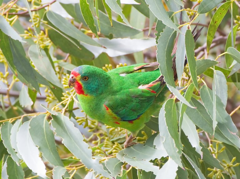 Australia’s pivot to plantations may be too late for nearly extinct parrots