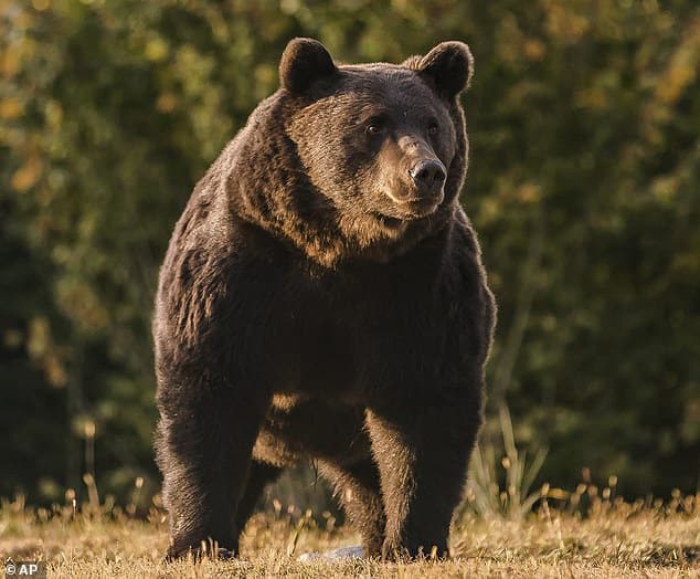 Austrian prince is investigated over claims he 'illegally' shot dead the 'largest' brown bear in Romania after paying £6,000 during a trophy hunt in the Carpathian Mountains