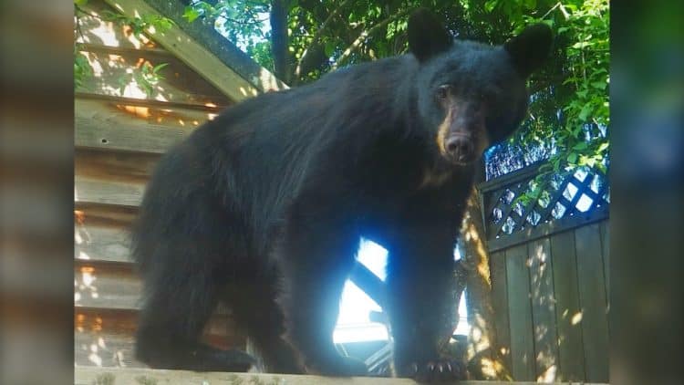 'Unforgivable': Average of 2.4 black bears killed daily by B.C. conservation officers in August