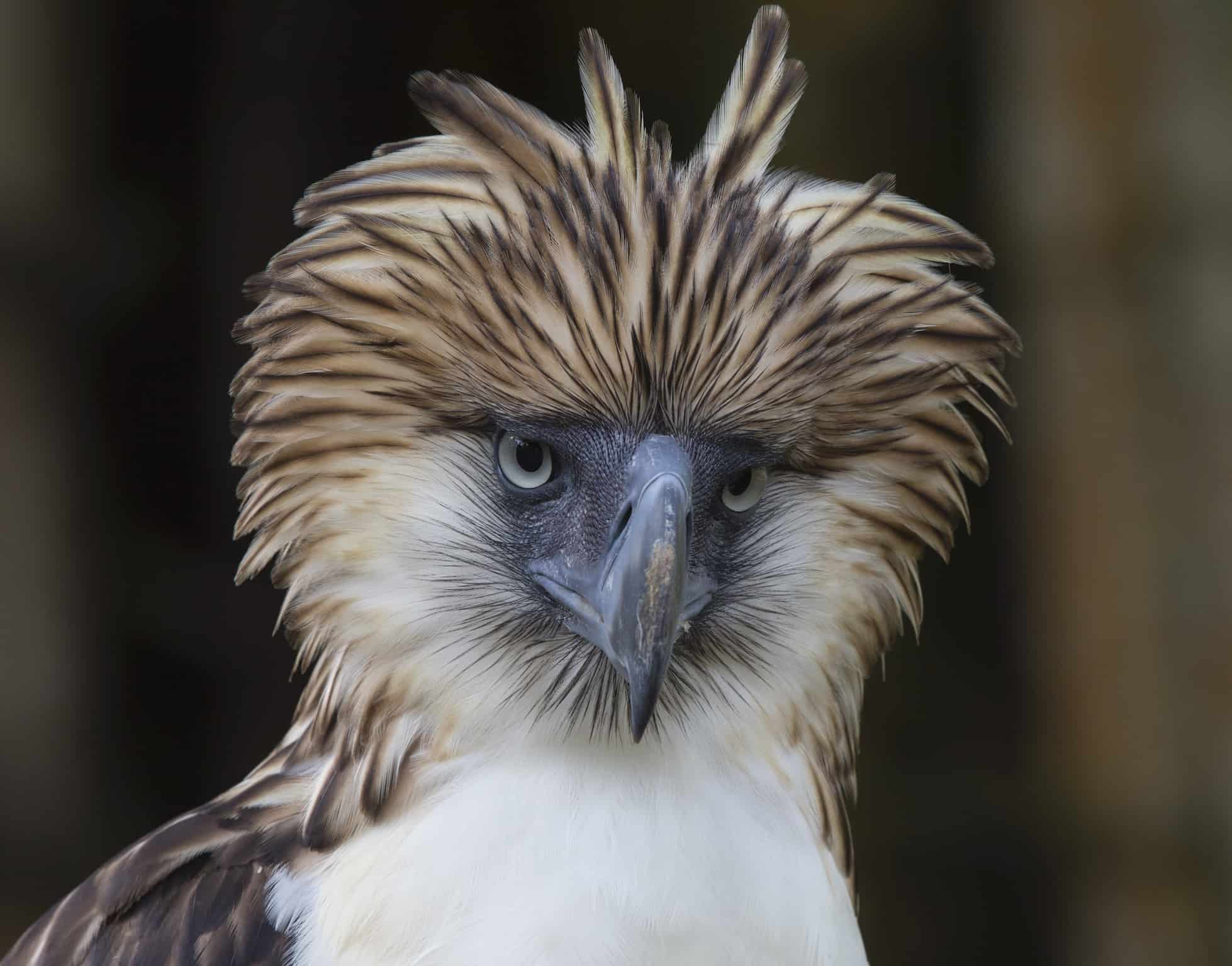 Pandemic or not, the mission to save the rare Philippine eagle grinds on
